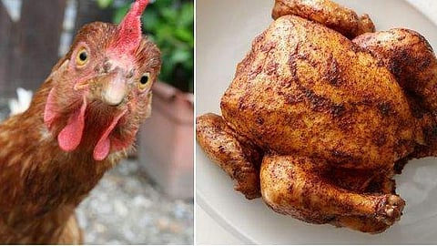 Chicken