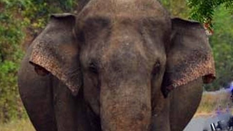 elephant