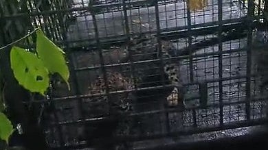 Leopard Trapped in Cage