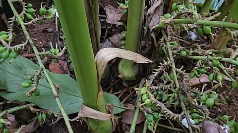Cardamon cultivation