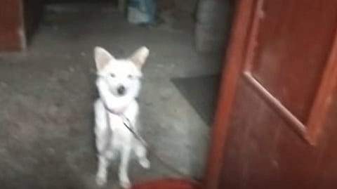 Owner returns home after being left without food or water for a week