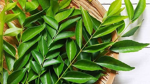 curry leaves hair care