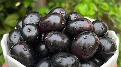 Jamun Fruit health benefits