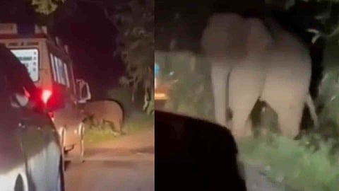 Wild Elephant Attacks Ambulance