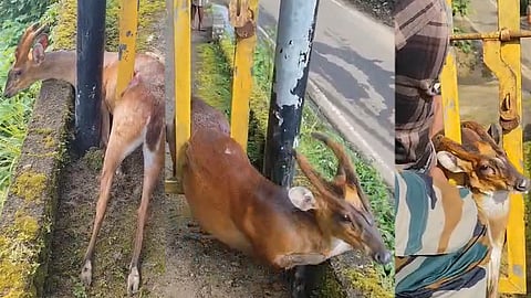 Deer trapped in gate