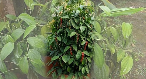 bush pepper