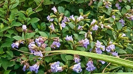Neelakurinji that bloomed on the Chokramudi hills