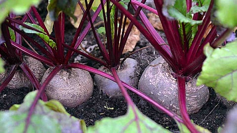 beetroot