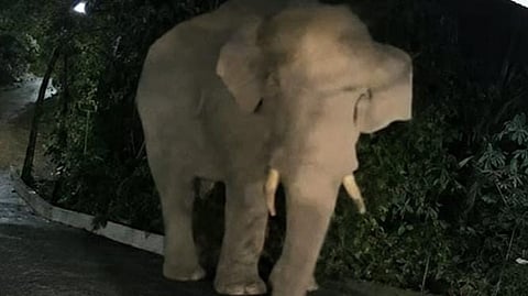 Wild Elephant Attacks House