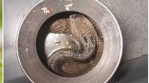 Pet Cat Saves Family by Cornering Deadly Cobra Inside Kitchen Rice Pot