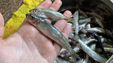 fish cleaning
