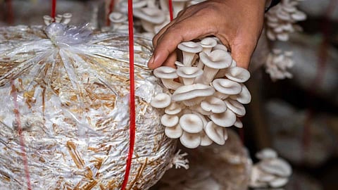 Oyster Mushroom