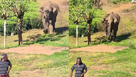 Munnar Wild Elephant Attack