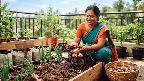 onion farming