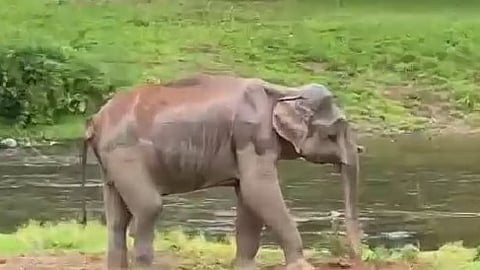 Injured Wild Elephant Anakulam Mankulam