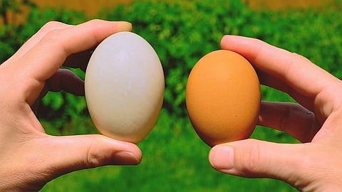 Duck eggs vs hen eggs