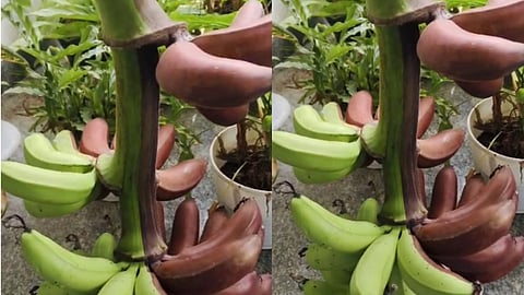 Red and green fruits in the same bunch