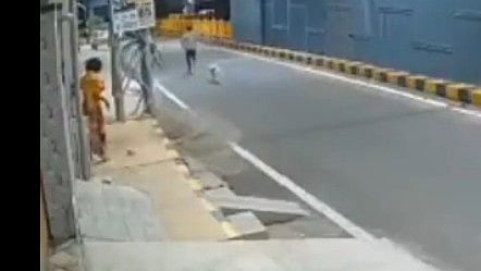 Stray dogs rescue woman from sexual assault in Coimbatore