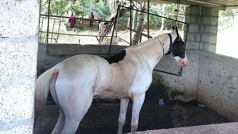 A horse that ran away caused panic; destroyed vehicles, injured a passerby, video