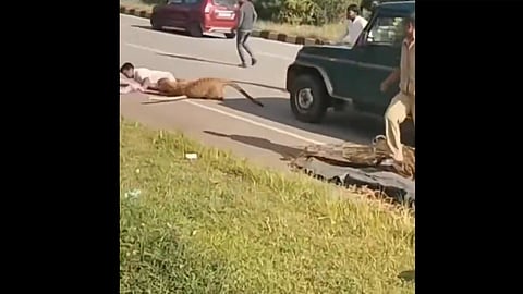 leopard severely injured in a road accident, attacked forest personnel