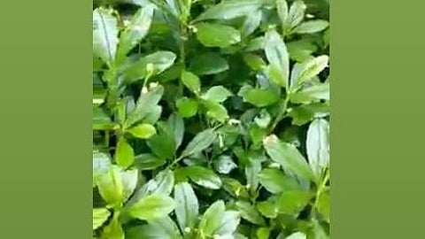 Sambar Spinach