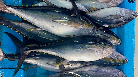 Tuna fish