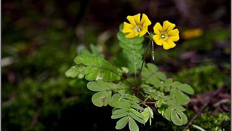 Mukkutti benefits