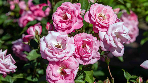 rose