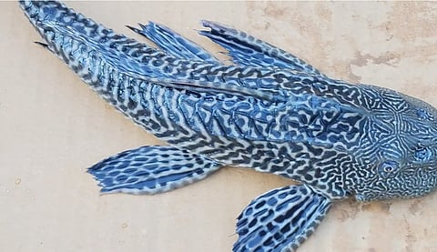 Suckermouth Catfish