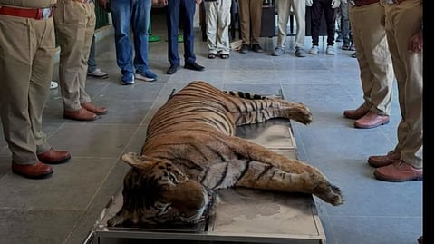Tiger-Nandu-Euthanised