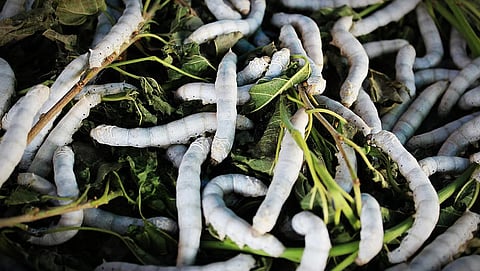 cocoons