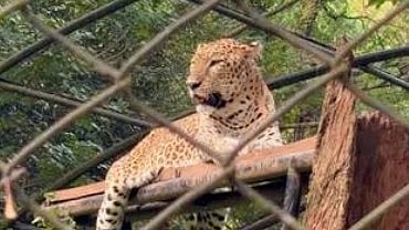 Tiger Nandu Euthanised