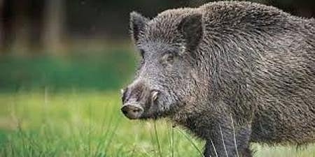 70 wild boars shot dead