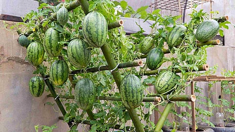 watermelon