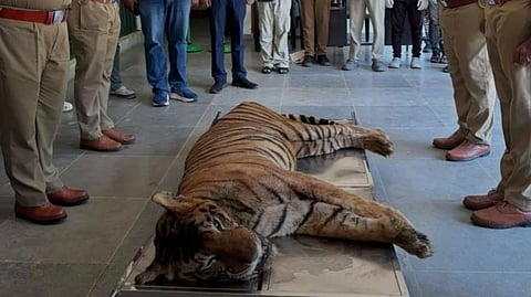 Tiger-Nandu-Euthanised