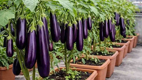 brinjal