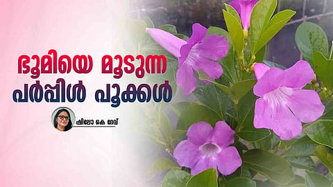 glow vine