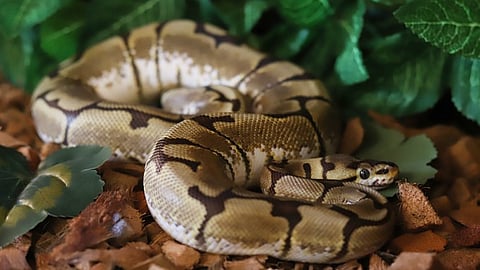 giant python