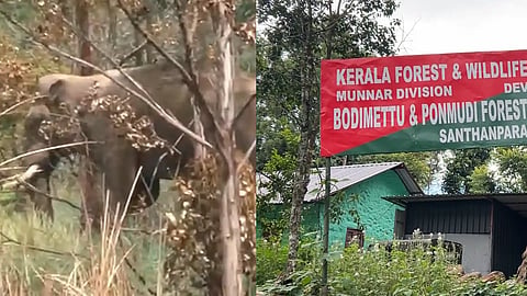 Idukki Wild Elephant Attack