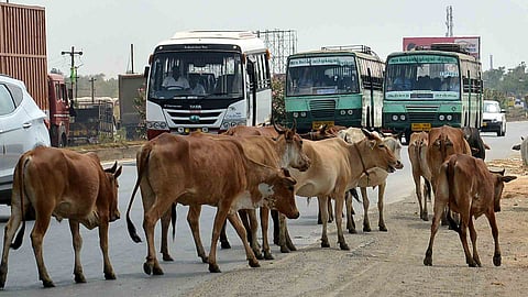 Cattles 