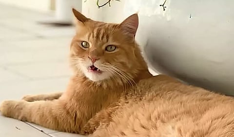 ₹26 lakh reward for finding the missing cat; Rex's photos go viral.