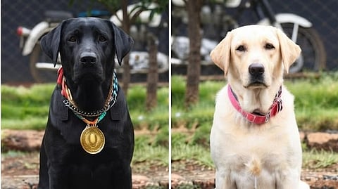 Police K9 Dogs Farewell