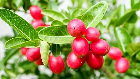 cherry 