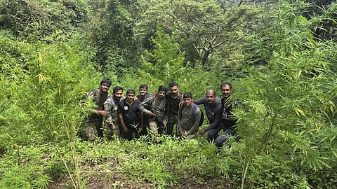 Attappadi Ganja Cultivation Busted 