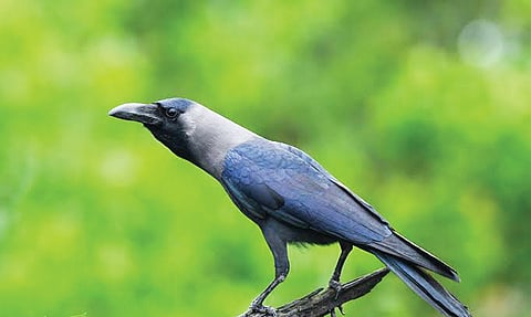 House crow