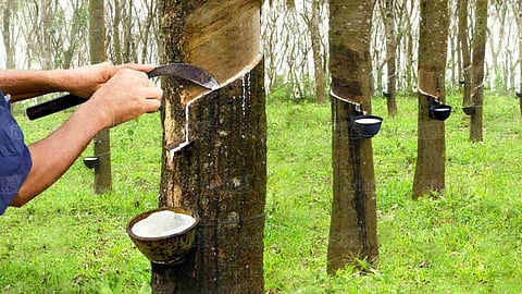 rubber tapping