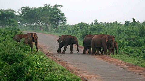 Wild Elephant