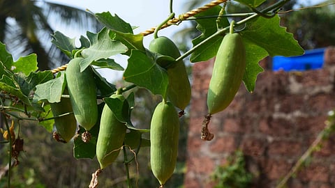 Ivy Gourd