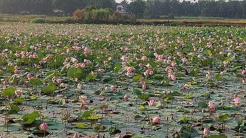 Lotus Farming Crisis