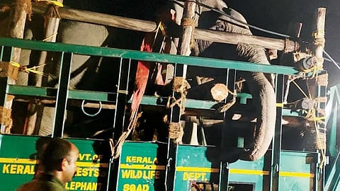 Operation Kannur Makhna